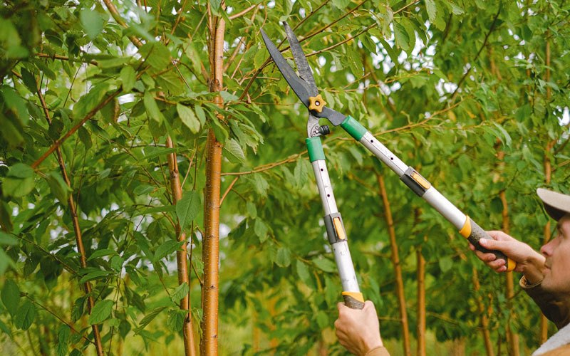 Tree trimming in Dillsboro, IN